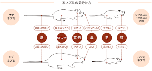 ネズミの種類画像